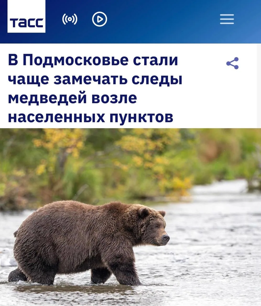 ❗️В Подмосковье всё чаще фиксируют следы медведей рядом с населёнными пунктами.