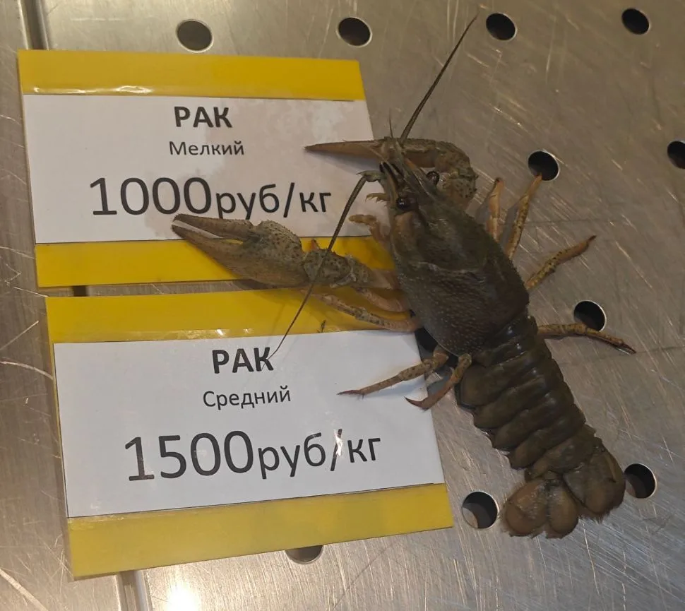 🦞 КАЖДОМУ ПОКУПАТЕЛЮ — РАК В ПОДАРОК! 🦞