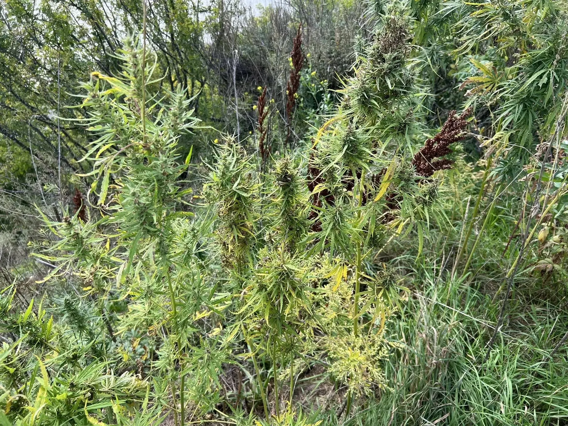 🌱 Житель Шегарского района предстанет перед судом за хранение марихуаны в сарае