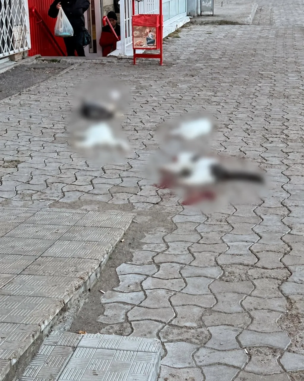 🐈 В Уфе полиция проверяет сообщения о гибели четырёх кошек на Комсомольской