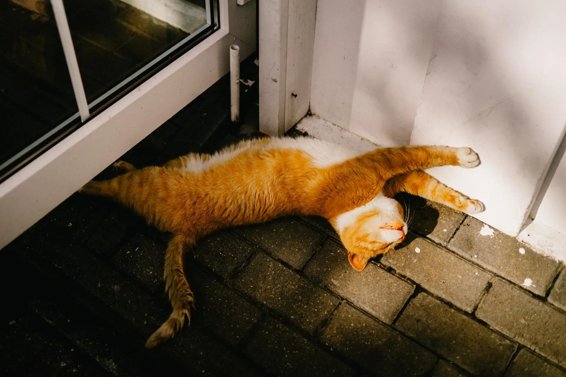Такая разная осень в Калининграде🔥 И котики 🐈