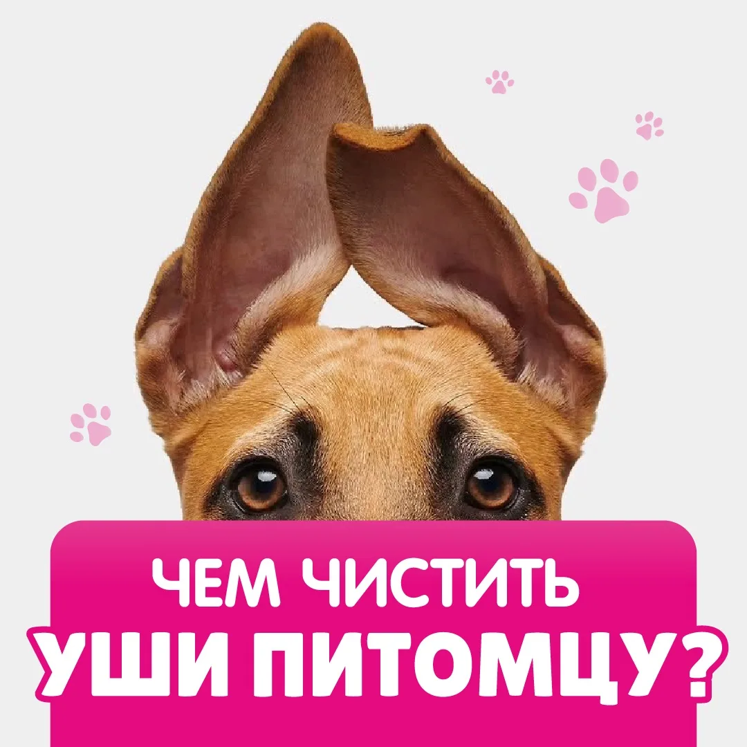✨ Как ухаживать за ушками питомца без ошибок?