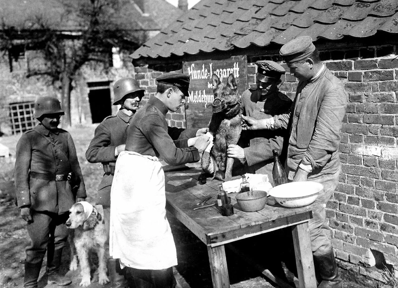 Немецкие солдаты оказывают медпомощь собакам, раненым на фронте Первой мировой войны, Б...