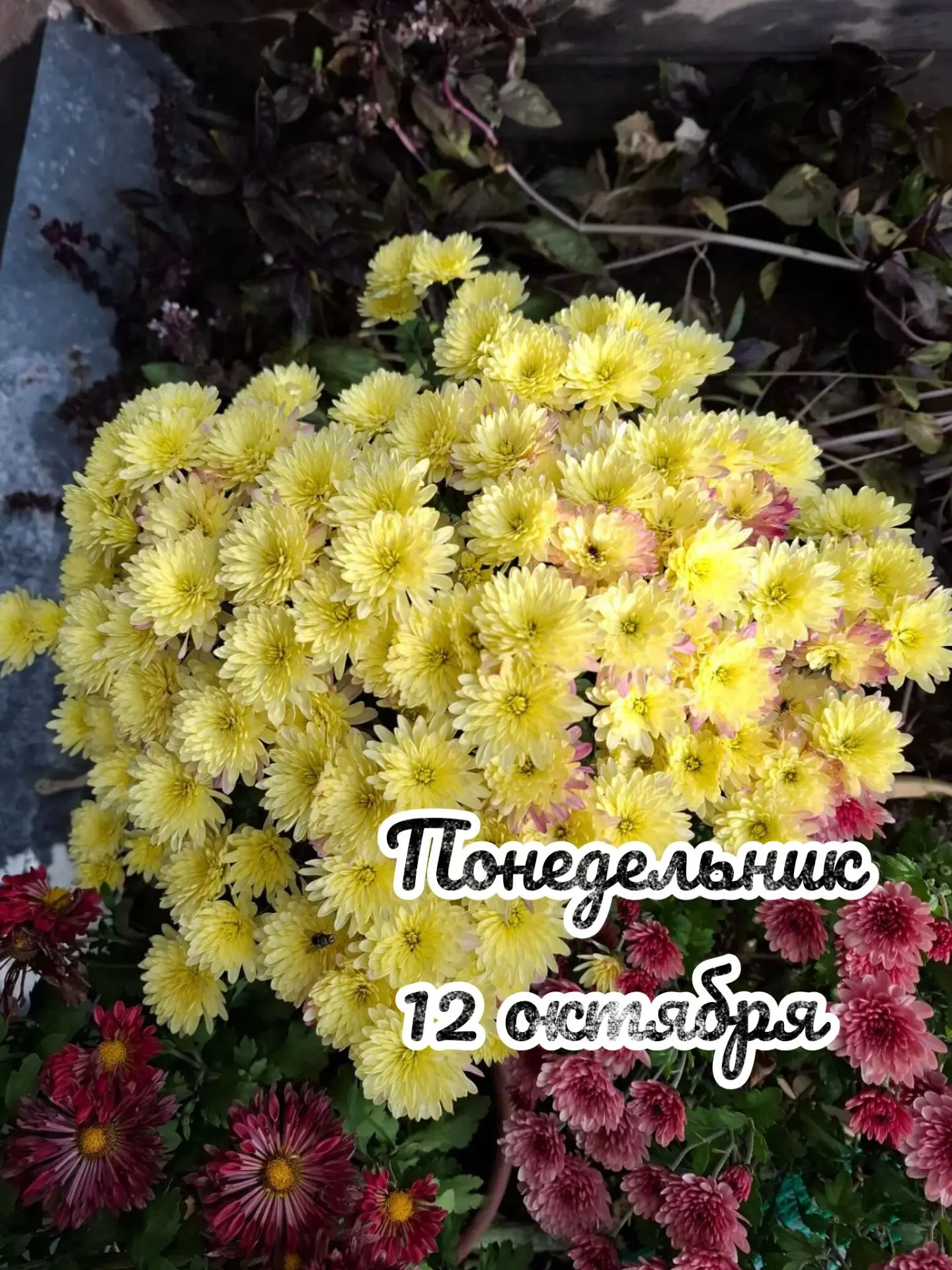 📅 Понедельник, 12 октября: день сбора урожая 🌾