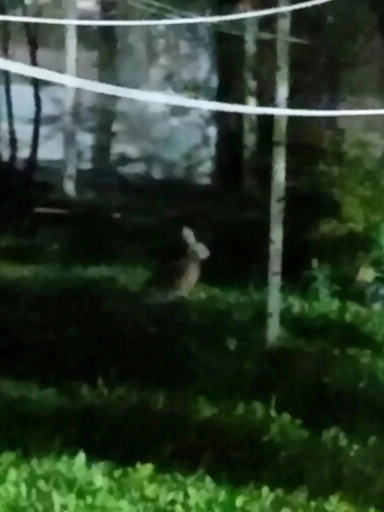 К нам ещё и зайцы пришли. Бегает на пер.