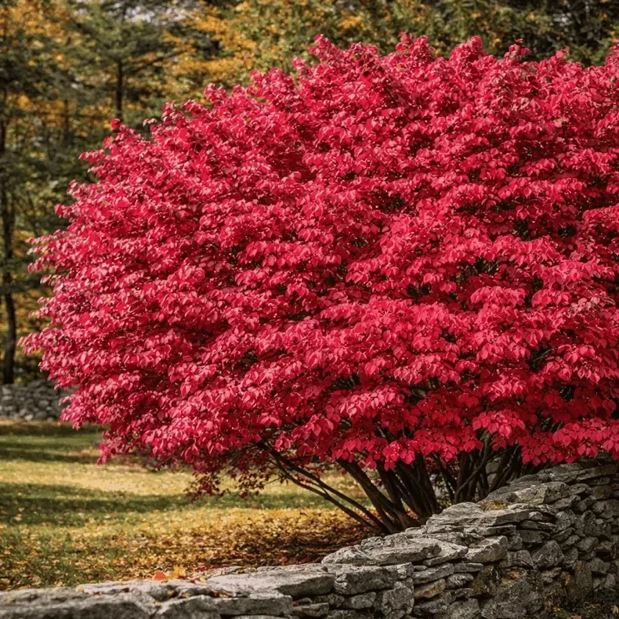 А ведь осень в саду может быть невероятно красивой! 🍁