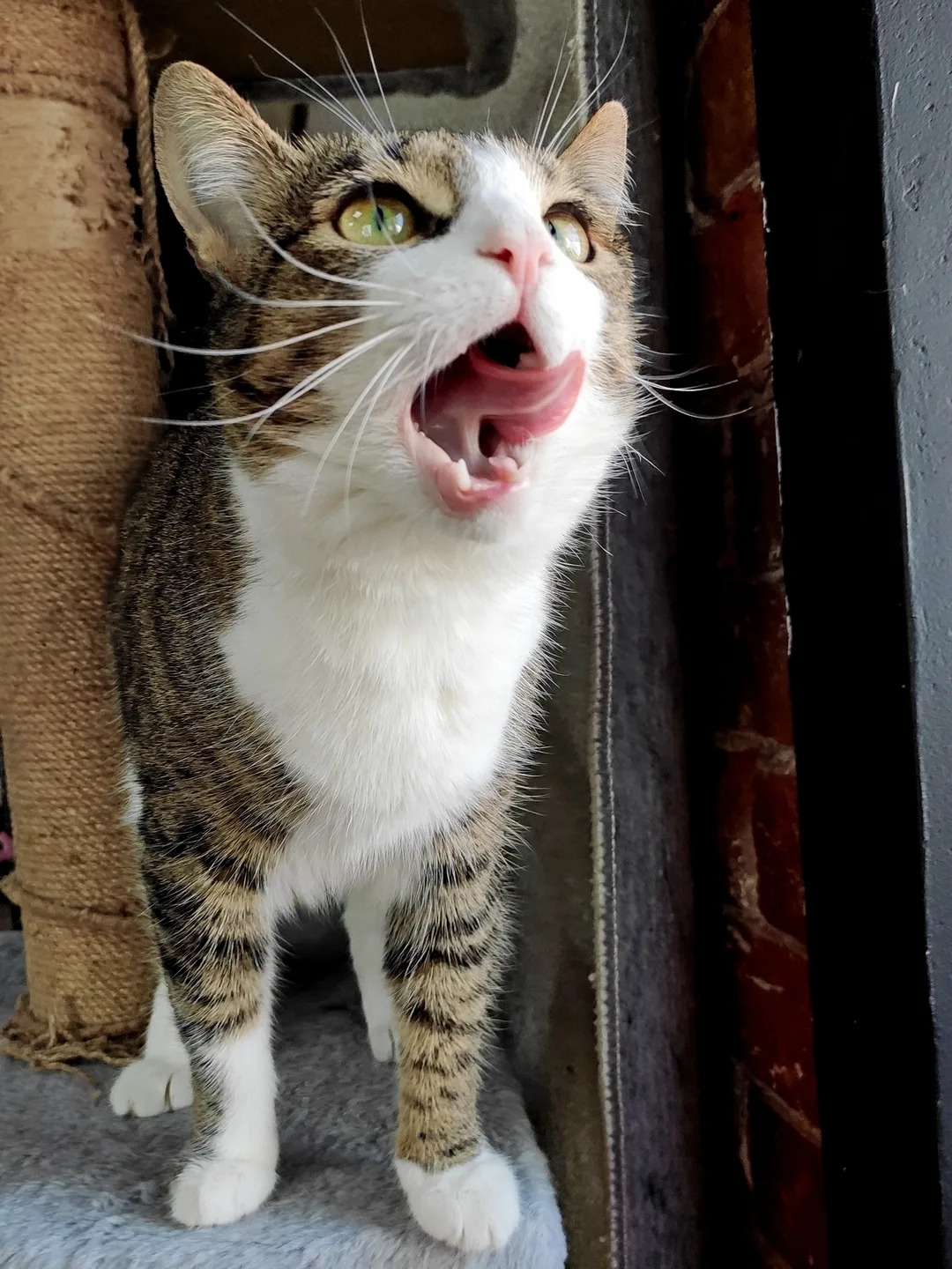 Котокафе «Котофейня» (0+)