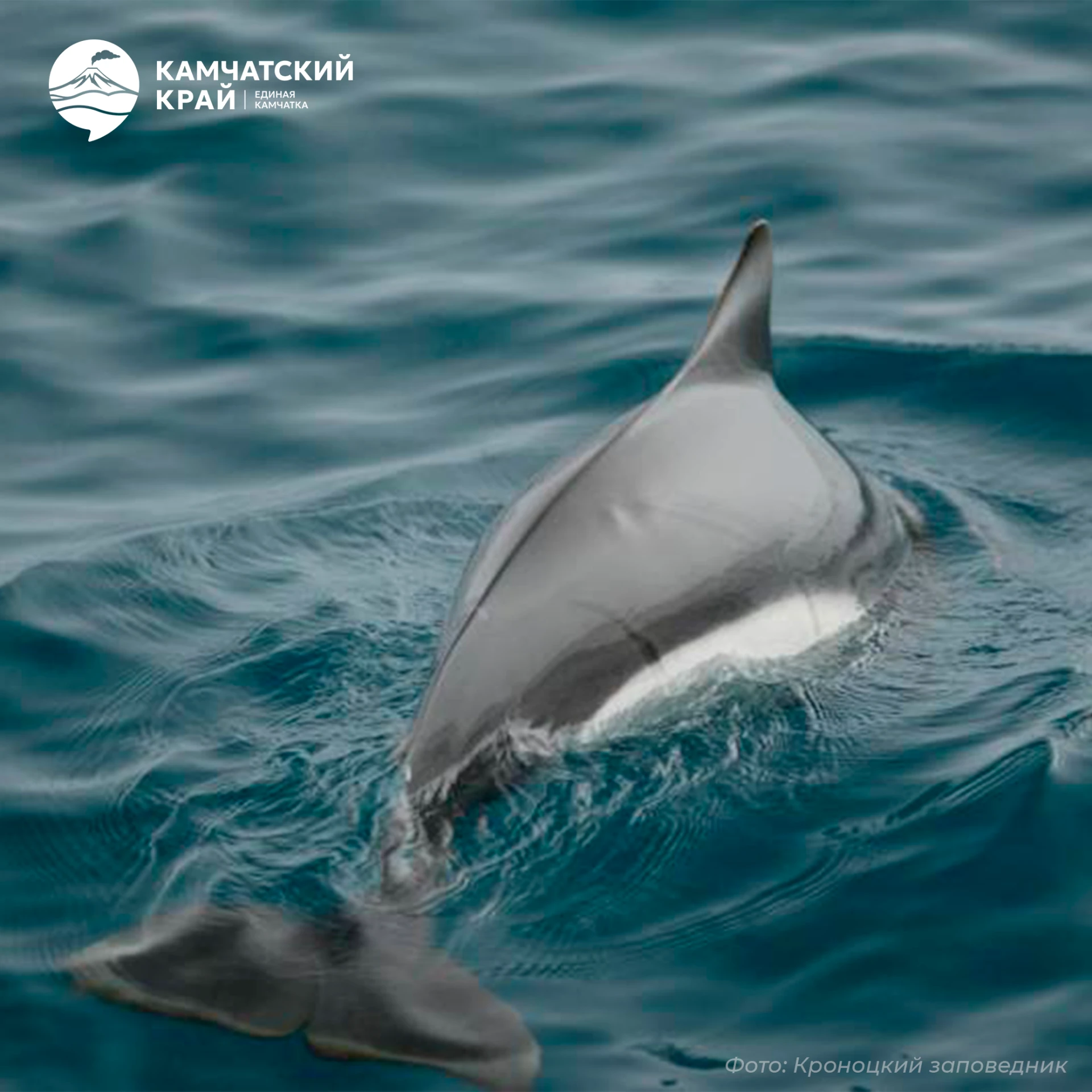 🐬 Белокрылая морская свинья — стремительный акробат камчатских вод.