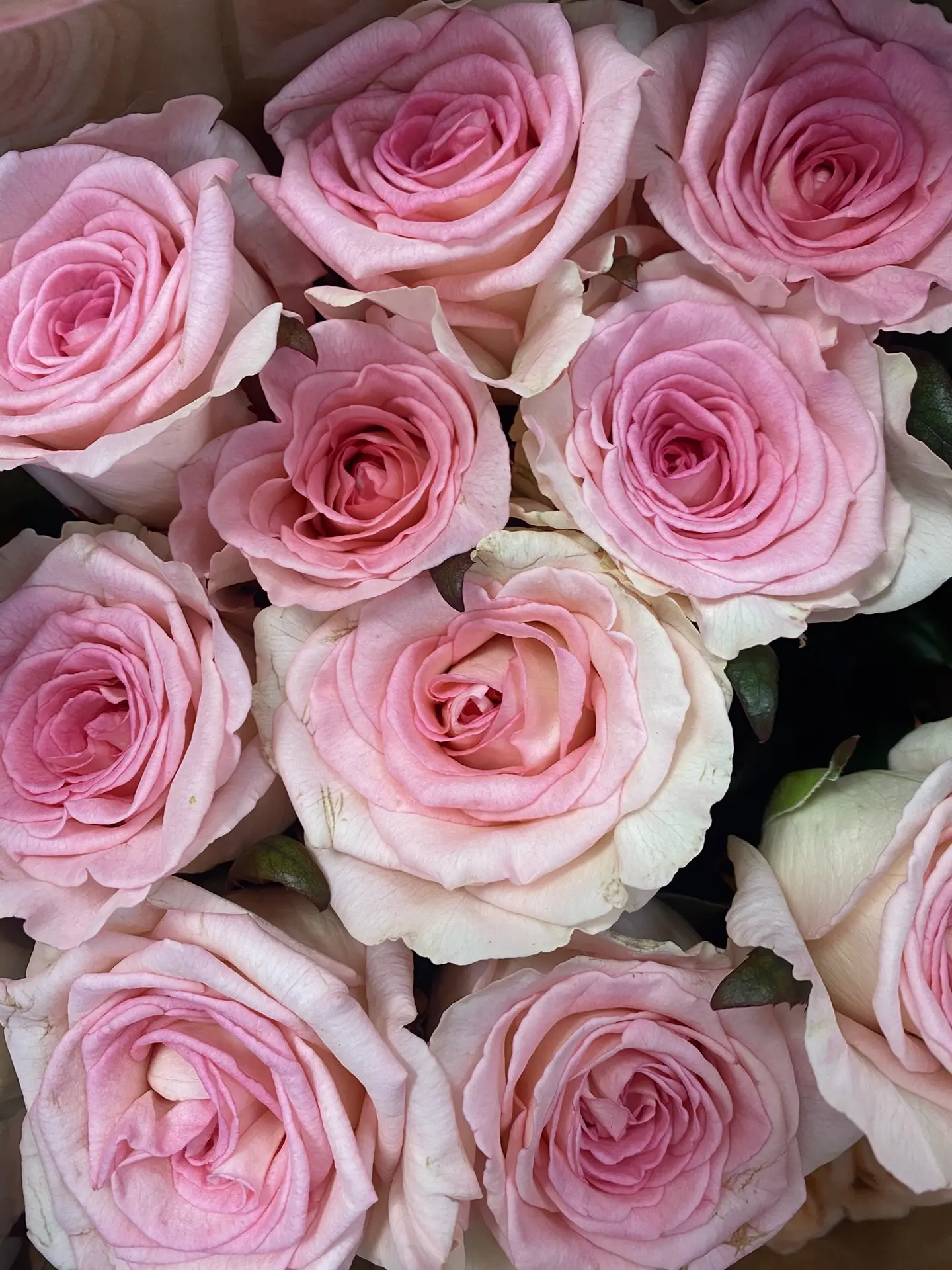 Свежая поставка розы☺️🌹🩷