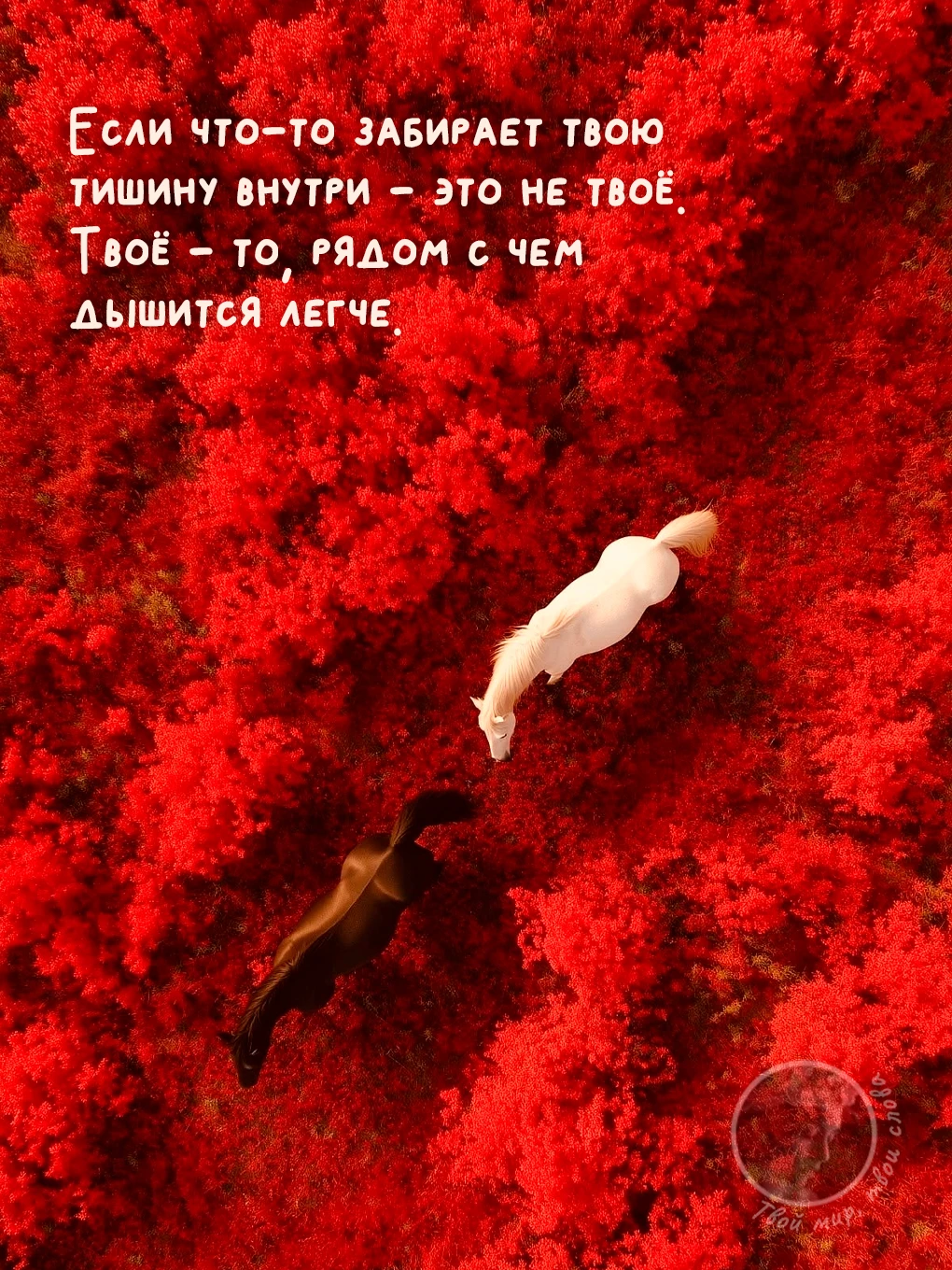 Твой мир, твои слова