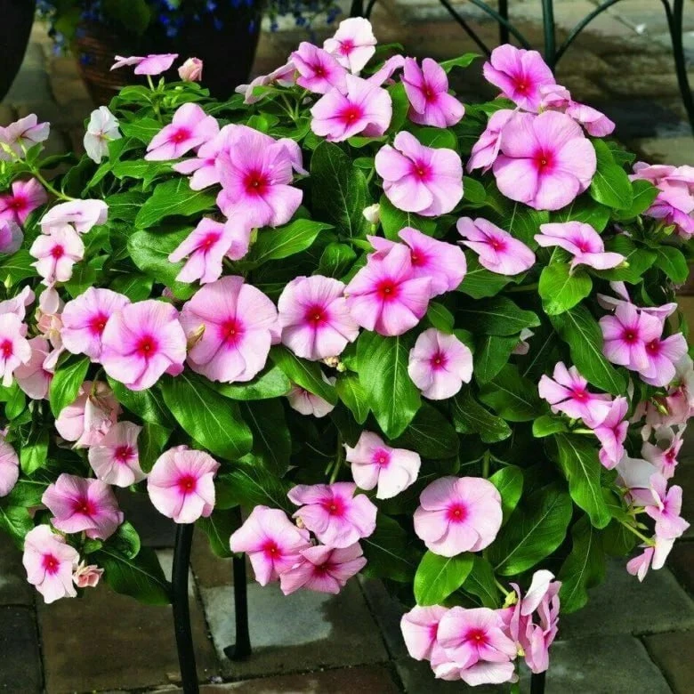 🍀🌺 Эти два цветка могут затмить петунию своим пышным цветением!
