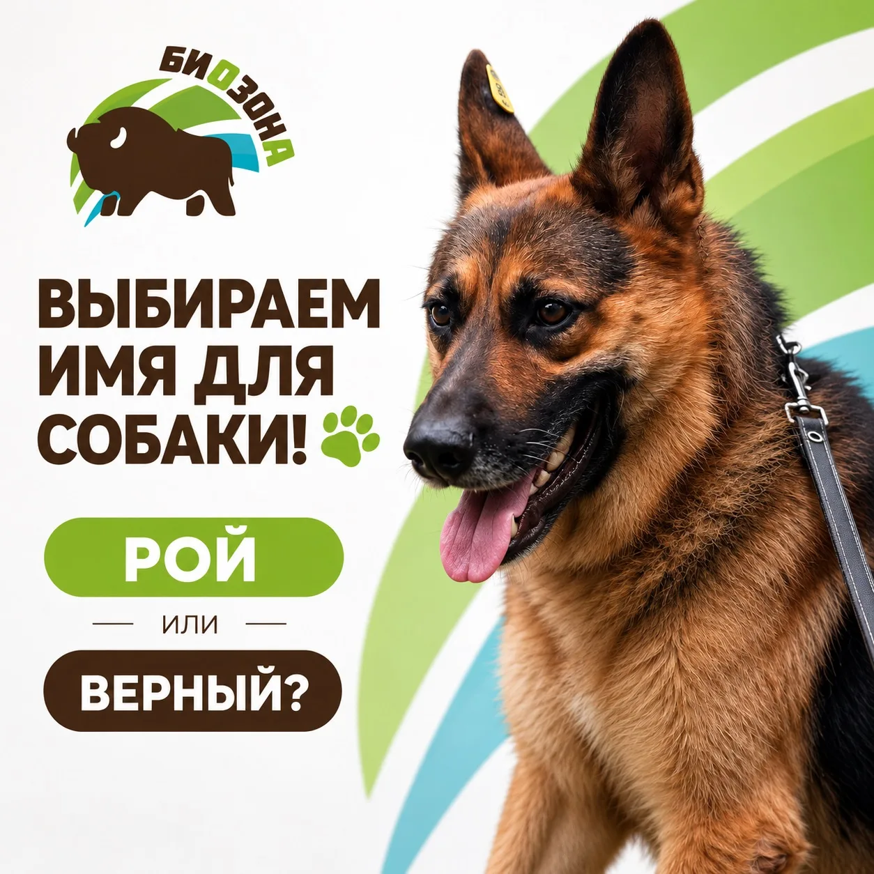 ВТОРОЙ ТУР ГОЛОСОВАНИЯ! 🐾