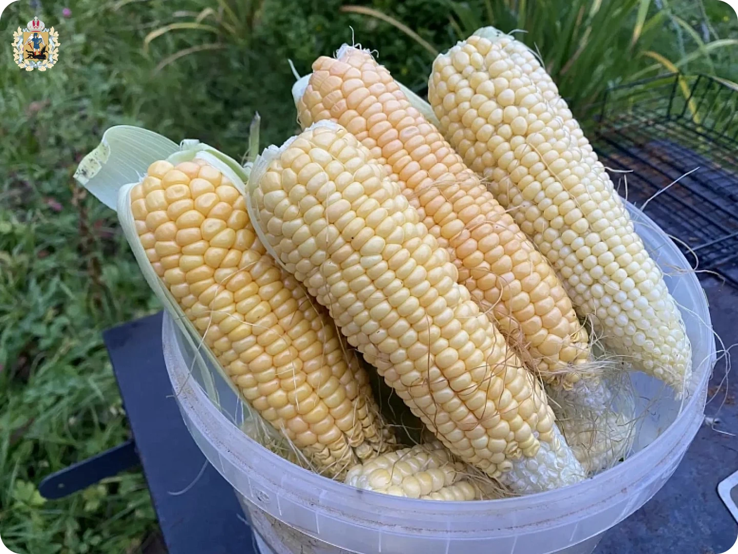 В Архангельской области увеличивают посевные площади под кукурузу 🌽