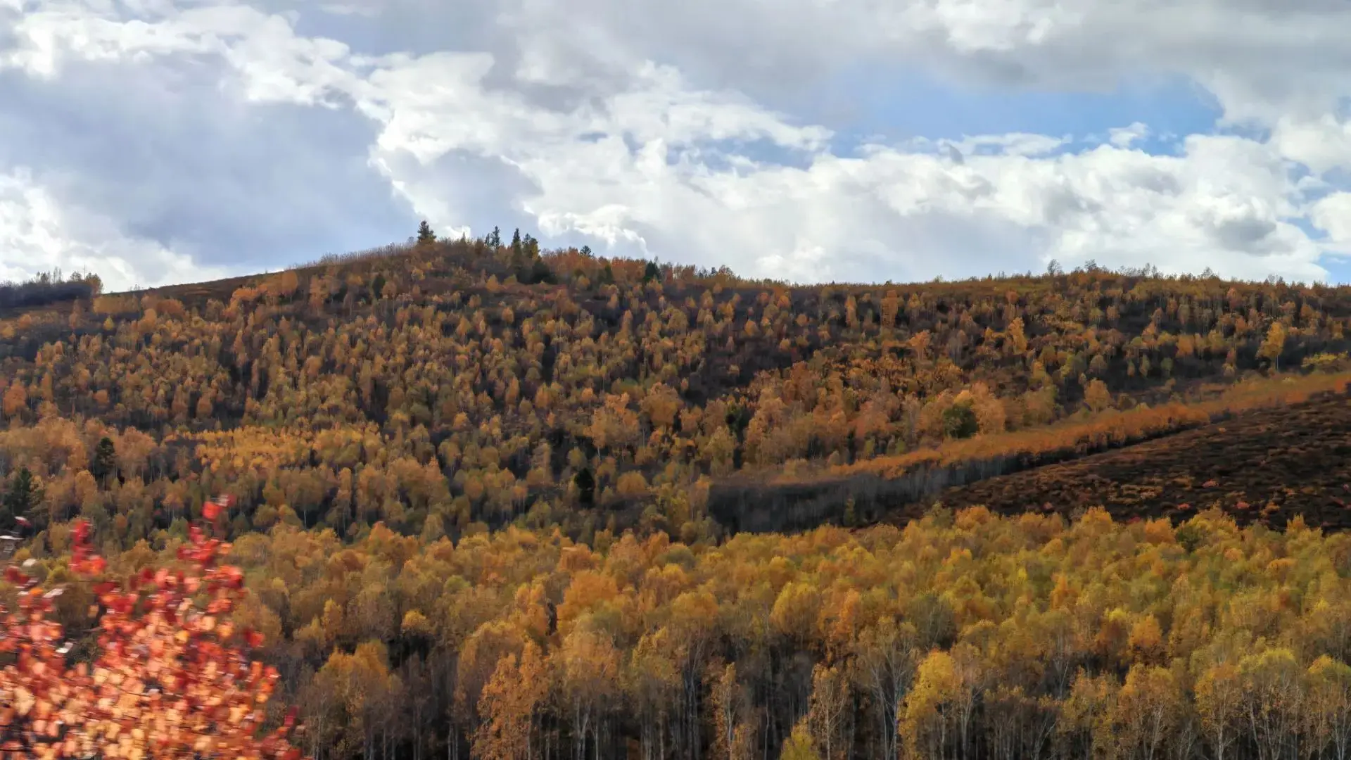 🌲🌳На 14 октября 2026 года лесопожарная обстановка в Забайкальском крае остаётся стаби...