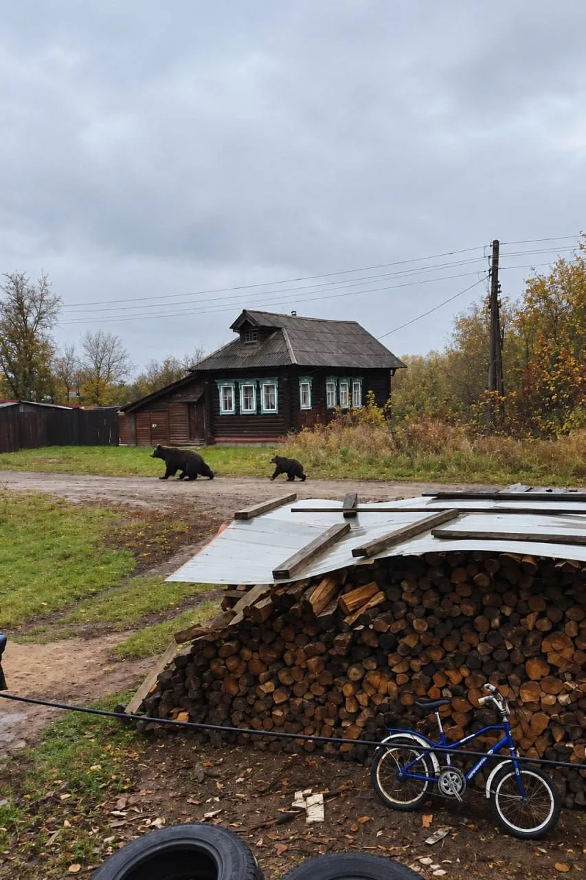 Медведица с медвежатами в селе Великовское