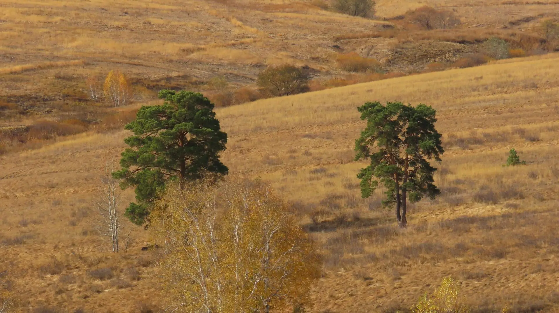 Золотая осень в Карагай-Губерлинском ущелье 🍂