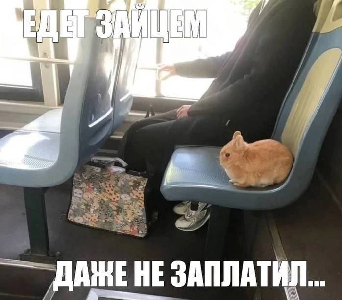 🚌 В Воронежской области предлагают ввести штраф в 1000 рублей за безбилетный проезд в ...