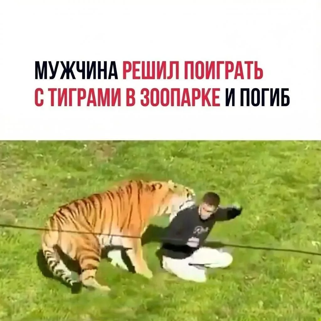 В Yorkshire Wildlife Park в Великобритании мужчина проник в вольер с тигром и погиб пос...