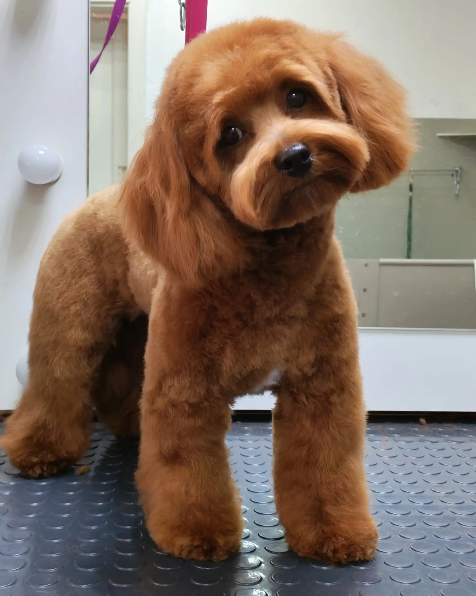 Услуги грумера на Власихе🐶✂️
