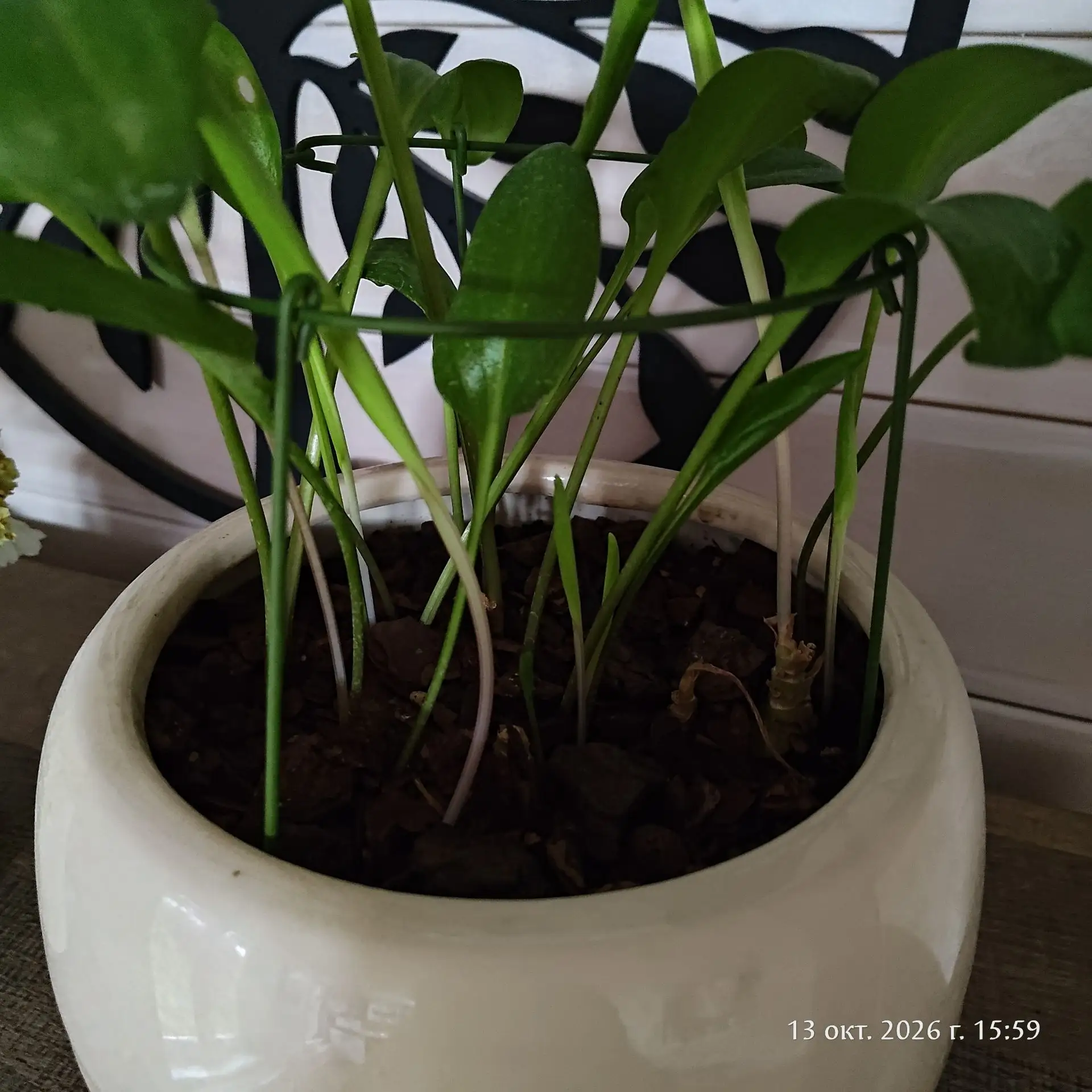 Не знаете, чего это он, к зиме, начал давать побеги?... 🌿