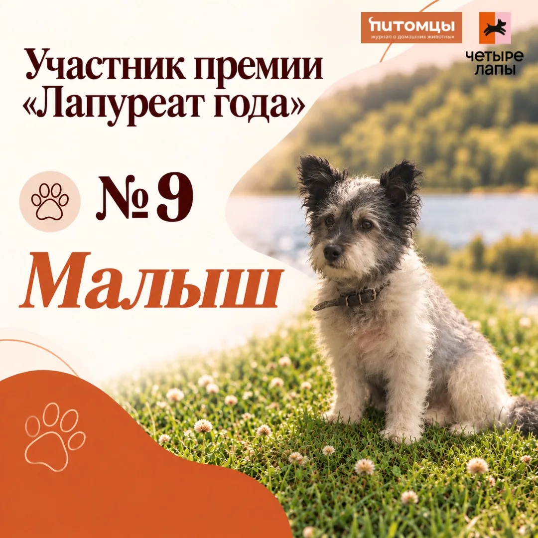 🧡Продолжаем знакомить вас с участниками премии «Лапуреат года» — и следующая история п...