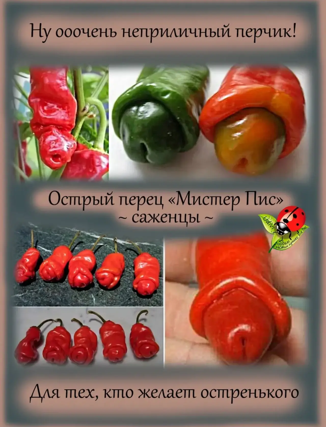 Я искала семена и тут, что-то пошло не так....