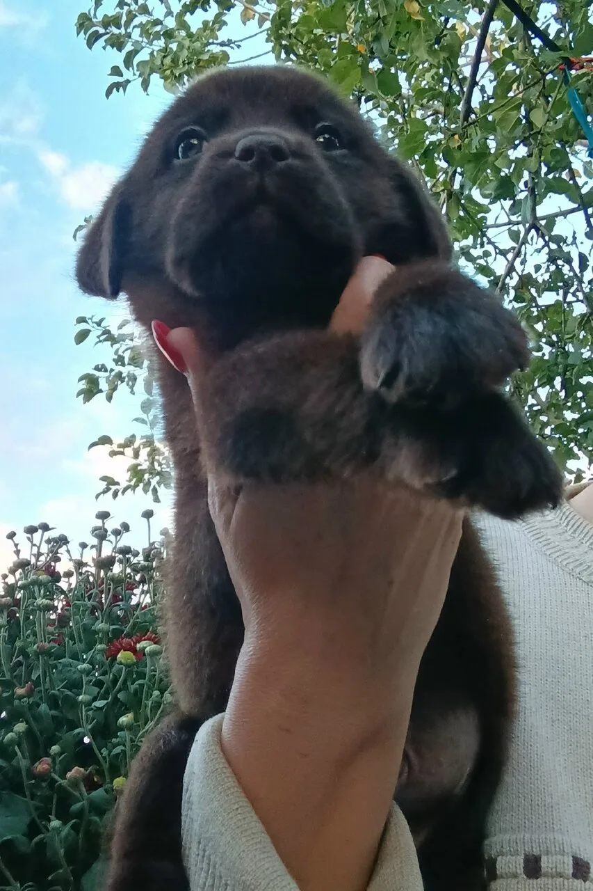 Продам щенков лабрадора, Макеевка