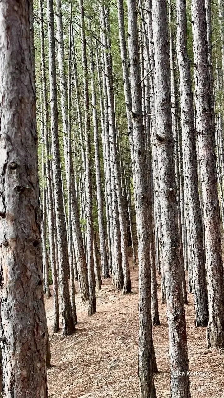 🌲Крымский лес на заставку телефона