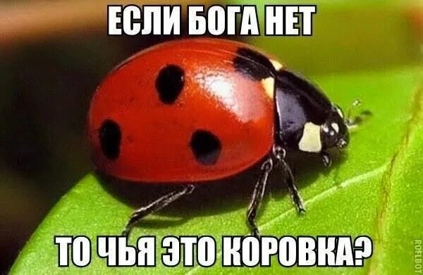 🐞Нашествие божьих коровок ожидается в Москве.