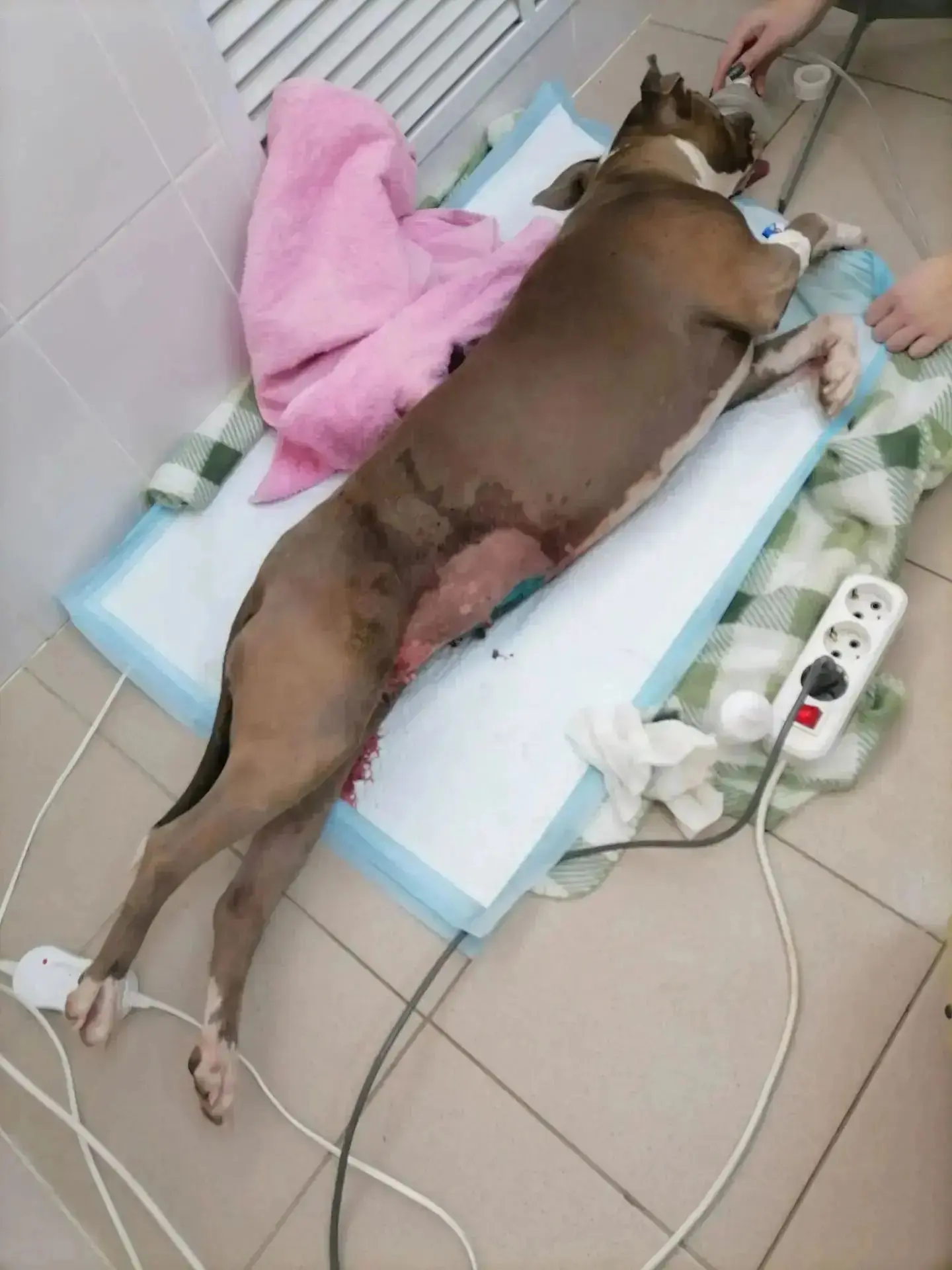 🧑‍⚕️ Наши ветеринарные специалисты провели срочную операцию американскому стаффордширс...