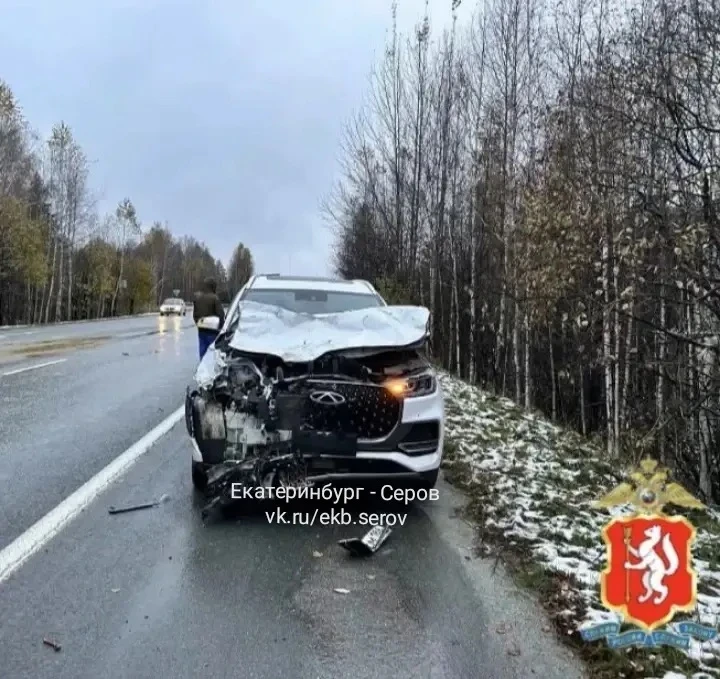 Лоси выбегают на дорогу уже в светлое время суток!