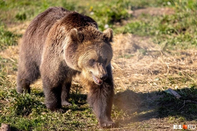 Плотность медведей в Кузбассе оказалась ниже предельной нормы — почему кажется, что это...