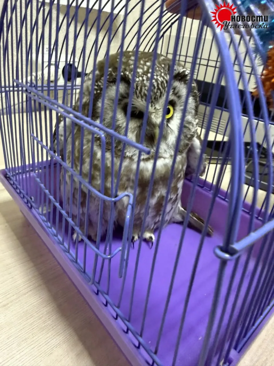 🦉 Найденный в Шахтерске совенок оказался слеп на один глаз, птицу нужно везти орнитоло...