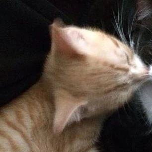 парные  авы  котики 🐈‍⬛💞