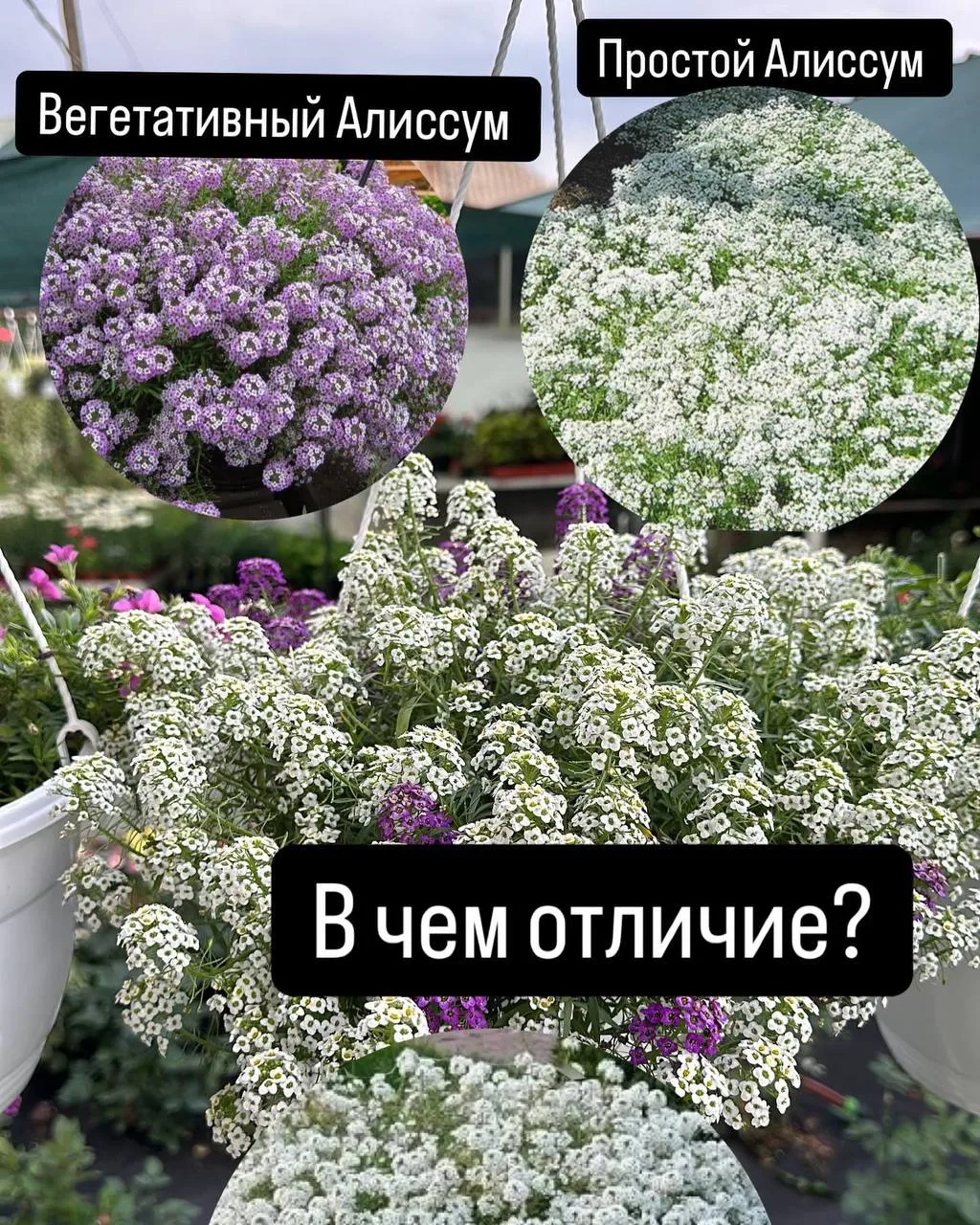 Вегетативный и простой Алиссум. Различия 🌸
