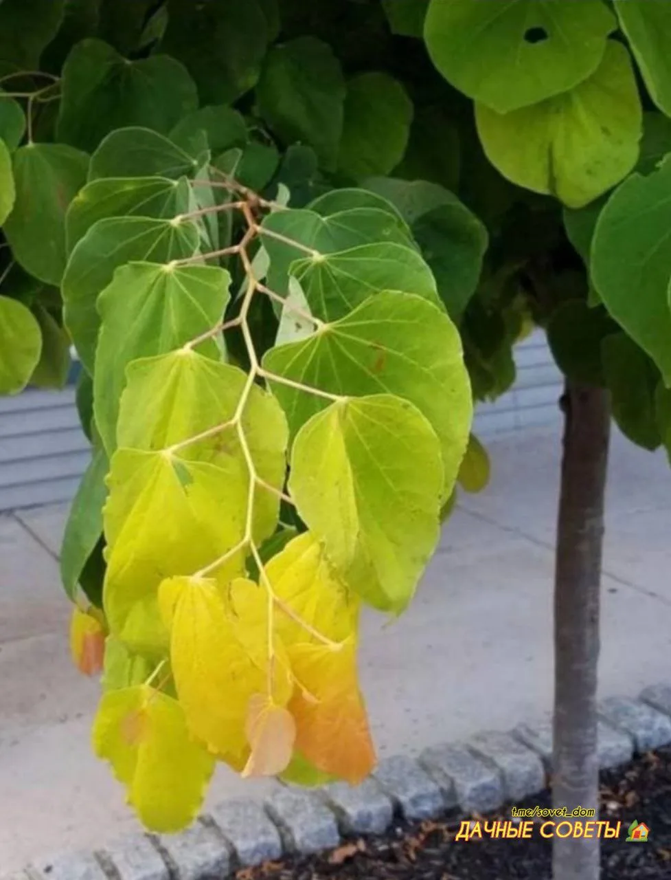 Оптическая иллюзия, созданная природой 😍🌳