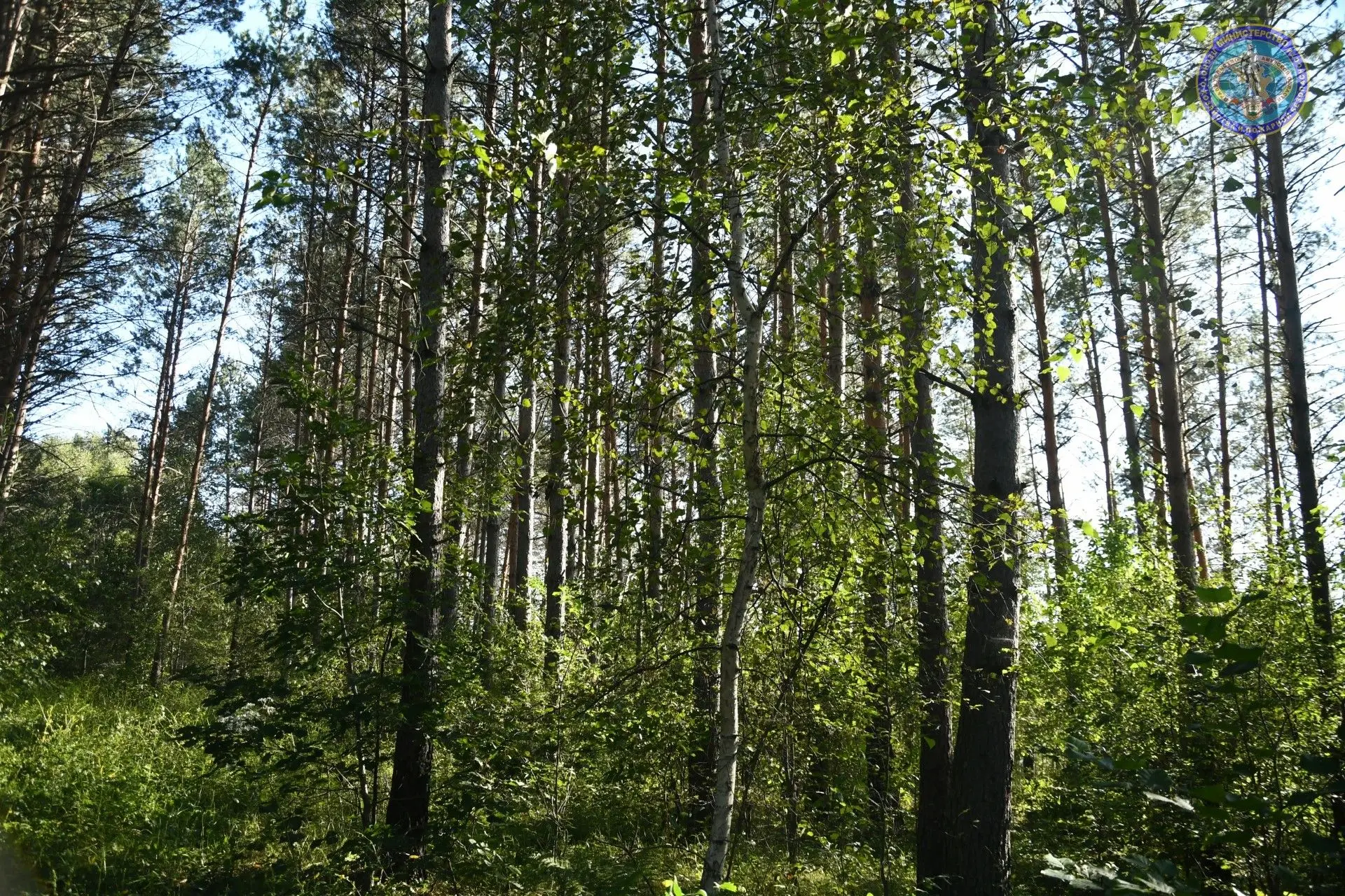 Арендаторы увеличили площадь лесовосстановления 🌳✨