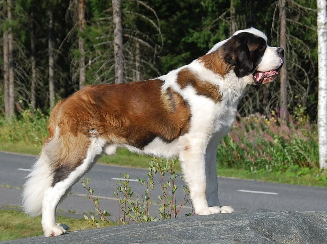 ⚡сенбернар ⚡  московская сторожевая ⚡️breedsinfo ⚡️dogmem
