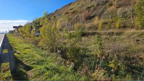 - Прошу убрать американский клен, - пишет Андрей Б.