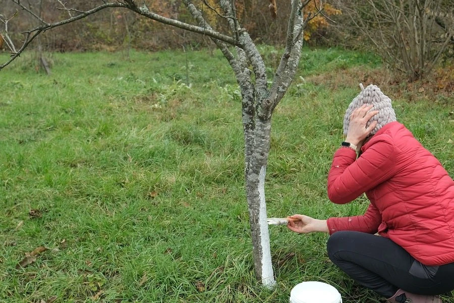 🍂🌳 Осенняя побелка: ошибки, которые испортят все дело