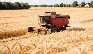 🌾 Урожай зерна в Калининградской области в 2026 году: как дожди осложняют уборку