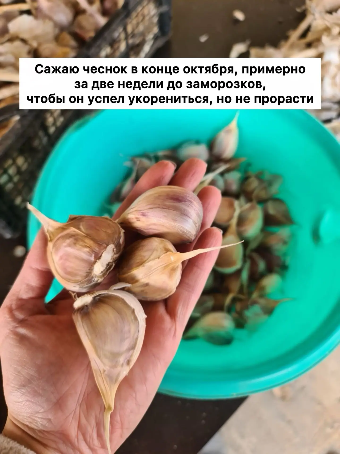 Сажаю чеснок, как правильно, в последних числах октября, приблизительно за две недели д...