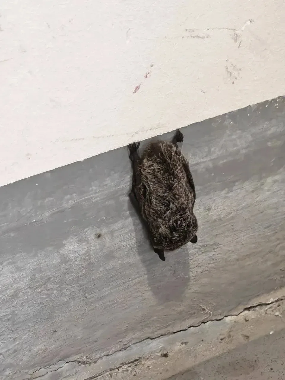 🦇 Летучая мышь залетела в дом к жителям Чебаркуля и осталась на стене
