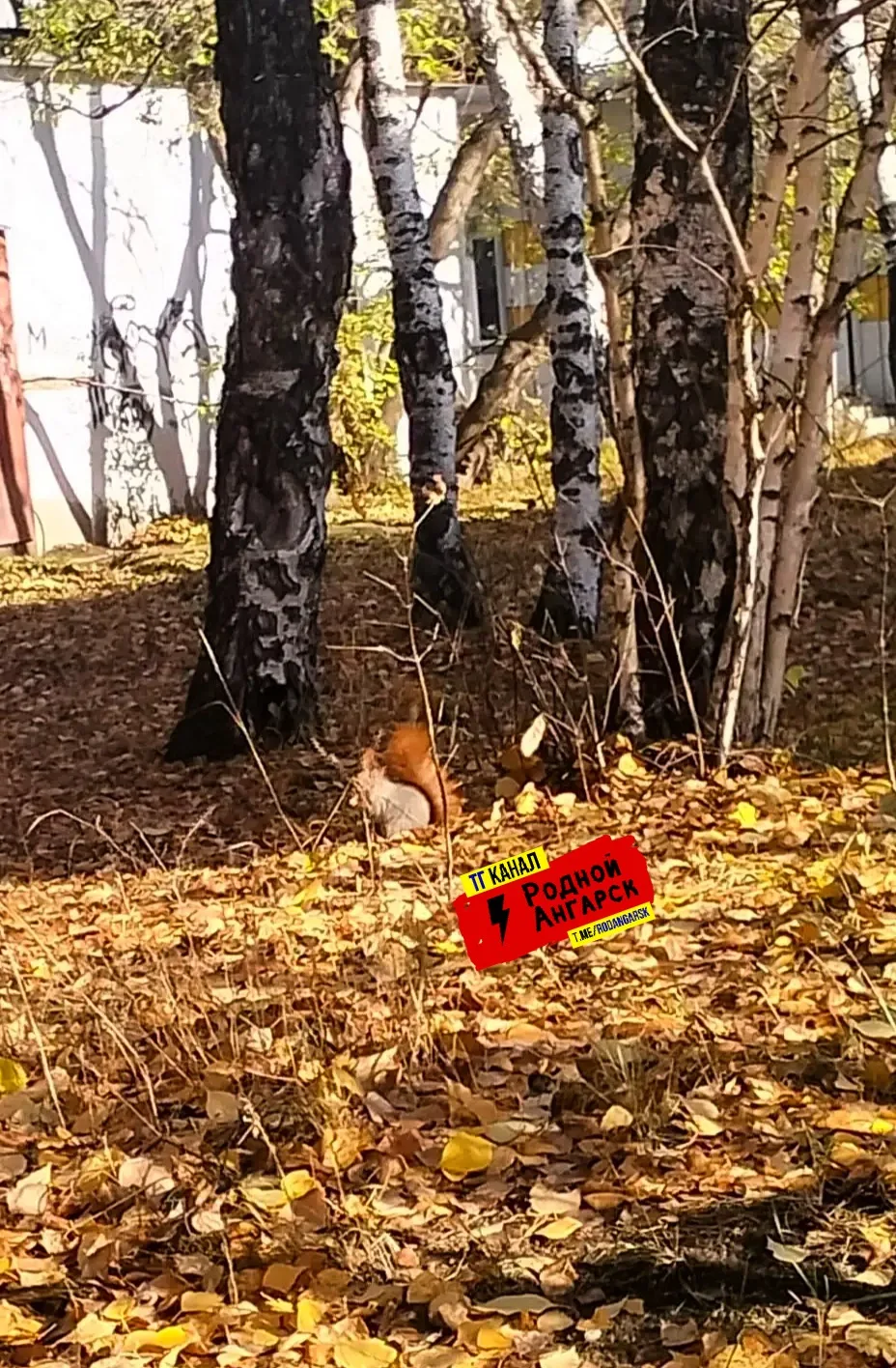 Доброе утро, Родной Ангарск! Вот такая красивая Белочка в РА :)