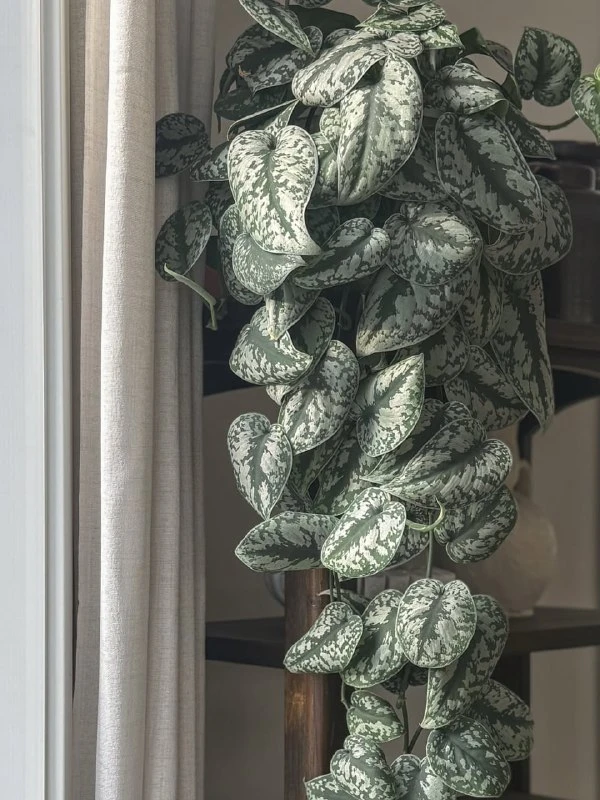 Сциндапсус — эффектная комнатная лиана 🌿