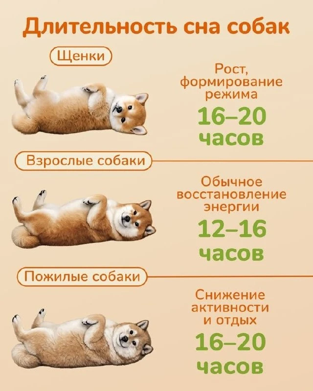 Точно, спит как наша Мия, целыми днями )