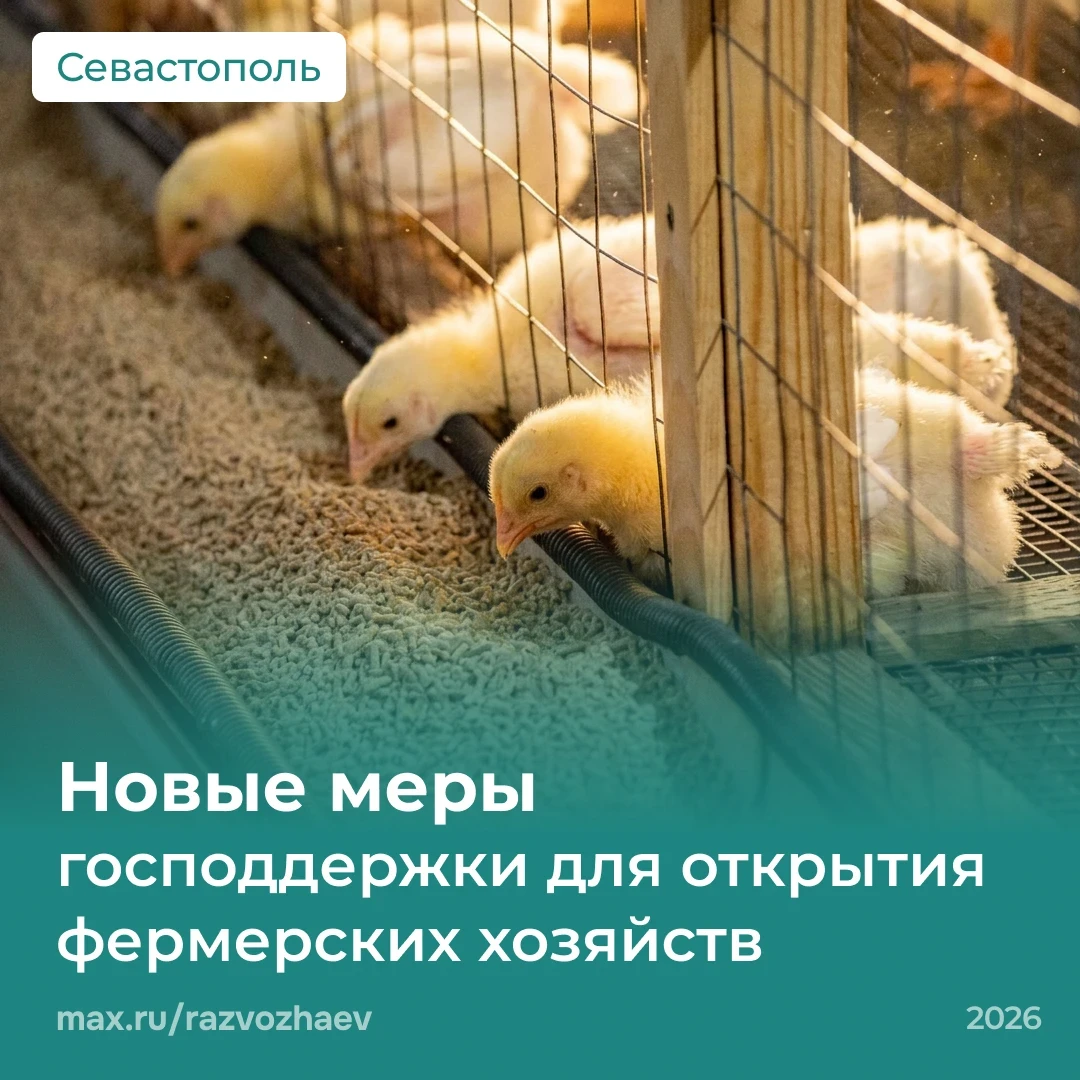 Михаил Развожаев: Севастопольцы пользуются новыми мерами господдержки для открытия ферм...