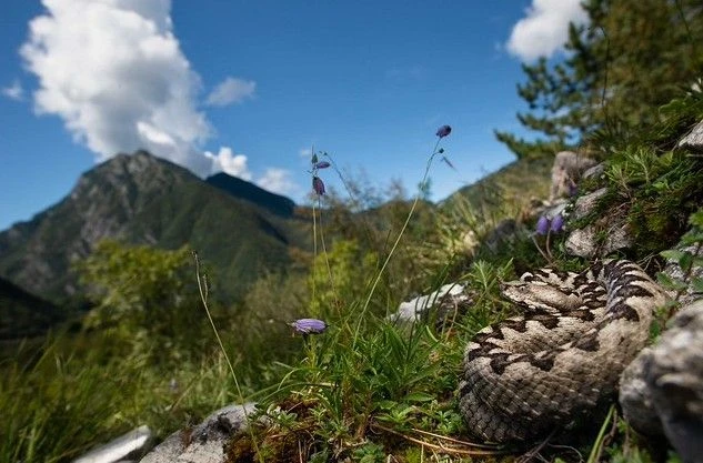 Притчи старца Паисия для самых маленьких