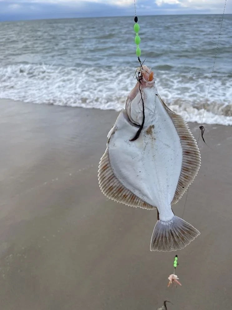 🎣🌊 На побережье Калининградской области у камбалы начался «предфронтальный жор»
