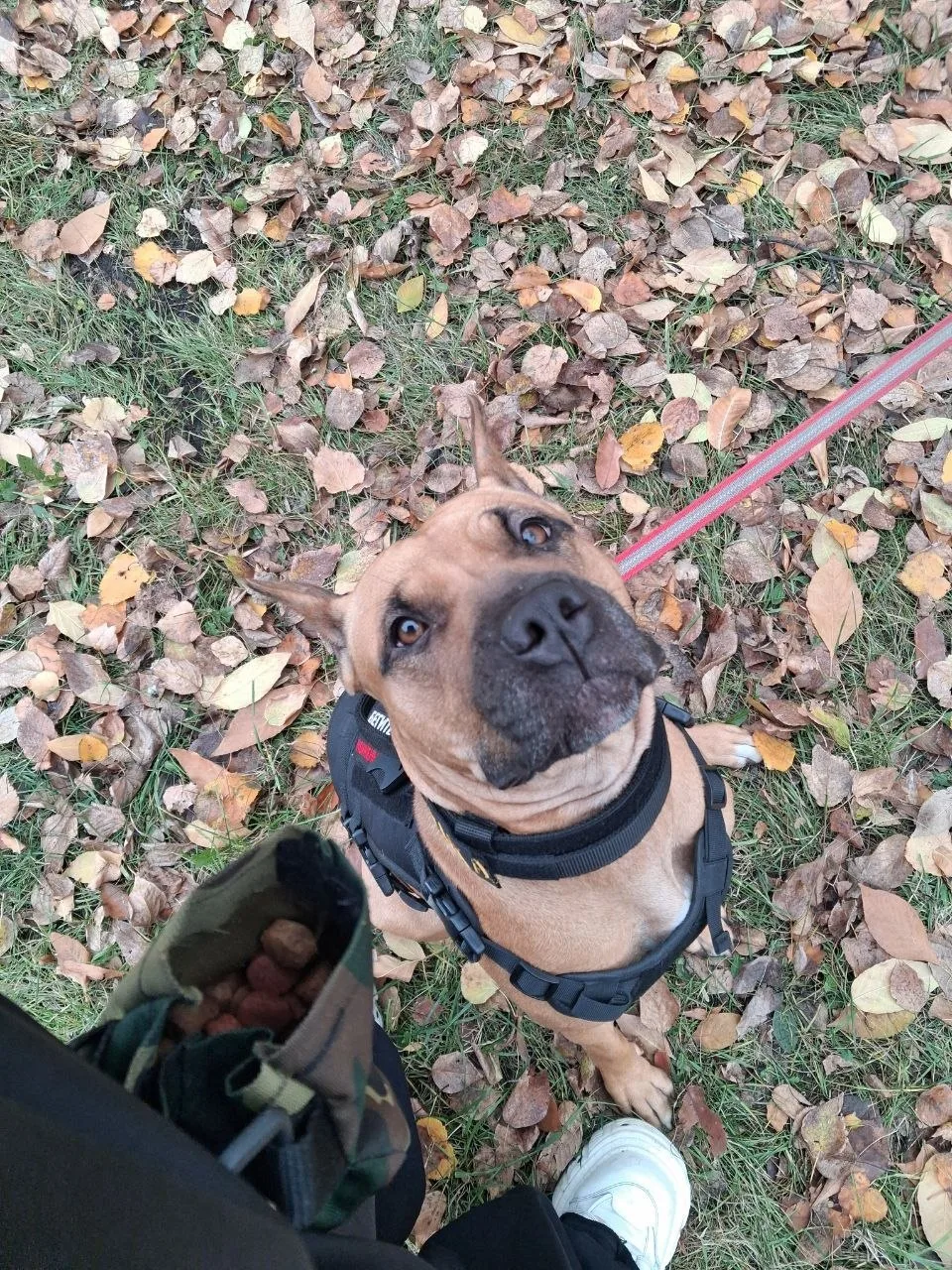 Короче, найдись 🐕